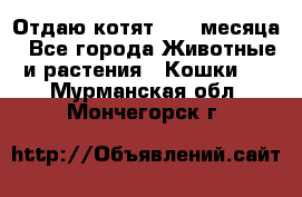 Отдаю котят. 1,5 месяца - Все города Животные и растения » Кошки   . Мурманская обл.,Мончегорск г.